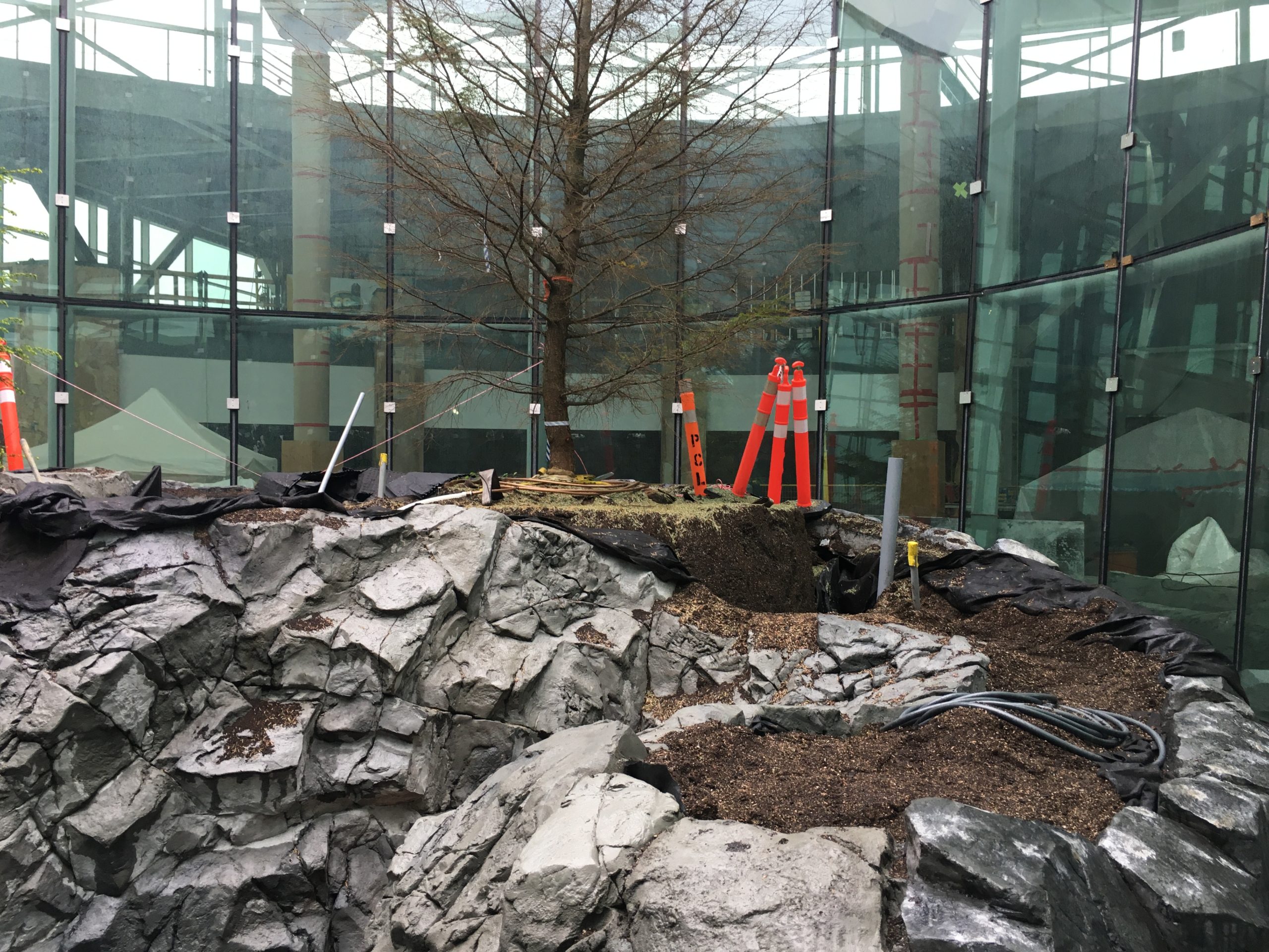 As part of the Pier D expansion, a tree rests within glass walls surrounded by grassy stones.